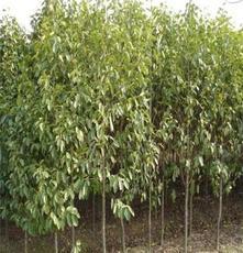 河南北方園林綠化實業(yè)