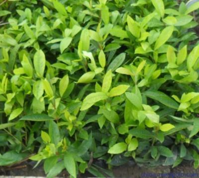 供應東莞園林公司長期供應苗木圖片,供應東莞園林公司長期供應苗木圖片大全,廣東華美霖園林實業(yè)-