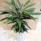 植物租賃_植物租賃供貨商_供應植物租賃-上?；ɑ茏赓U報價-浦東花卉租賃聯系電話_植物租賃價格_上?？弟皥@林(晨蘇實業)