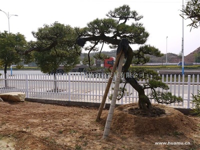 日本黑松no069江西吉安精品苗木,工程苗木-江西井岡園林實業發展商鋪供應列表-第1頁