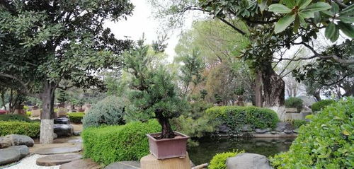 獨(dú)具南北園林特色兩千畝精品公園西安中園唐苑免費(fèi)開放