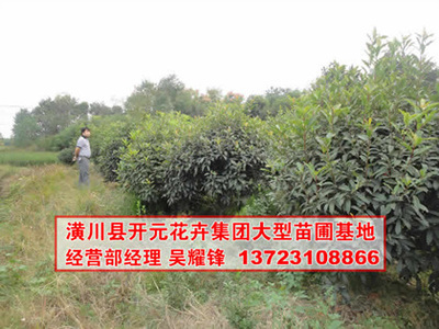 找河南開元園林生態實業的河南欏木石楠,石楠基地,潢川石楠價格、圖片、詳情,上一比多_一比多產品庫