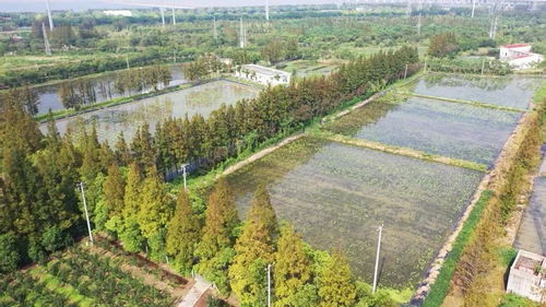 國慶將部分開放 長興島郊野公園的花溪湖游客中心提質(zhì)升級(jí)完成