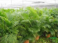 散尾葵供應與園林綠化——廣東華美霖園林實業(yè)的專業(yè)服務