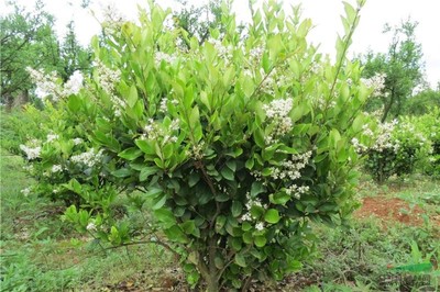 優(yōu)質(zhì)園林綠化苗木供應(yīng) 大葉女貞、小葉女貞球、金森女貞及其球型品種